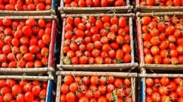 تحديثات الأسعار.. قائمة الخضراوات والفاكهة في أسواق الغربية خلال تعاملات السبت ونهاية الأسبوع